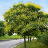 Golden Raintree