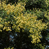 Golden Raintree