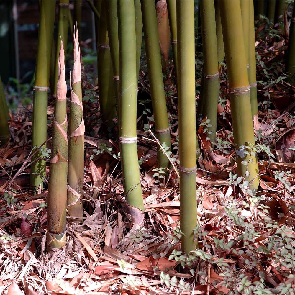 Buy Graceful Bamboo (Bambusa textilis 'Gracilis'), FREE SHIPPING, Wilson  Bros Gardens