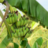 Grand Nain 'Naine' Banana Tree