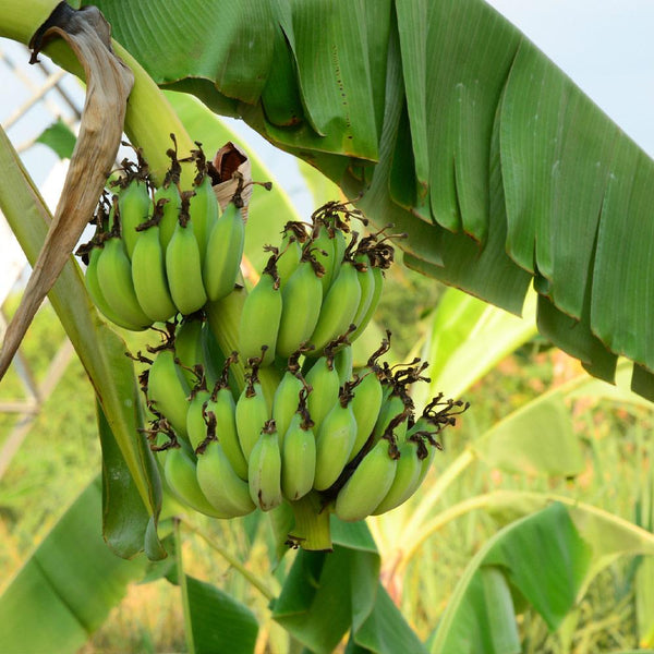 Grand Nain 'Naine' Banana Trees for Sale– FastGrowingTrees.com