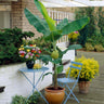 Grand Nain 'Naine' Banana Tree