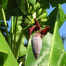 Grand Nain 'Naine' Banana Tree