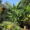 Grand Nain 'Naine' Banana Tree