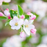 Granny Smith Apple Tree