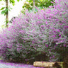 Green Cloud Texas Sage Shrub