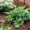 Green Mound Juniper