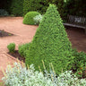 Green Mountain Boxwood Shrub