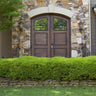 Green Mountain Boxwood Shrub