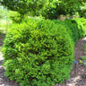 Green Velvet Boxwood Shrub