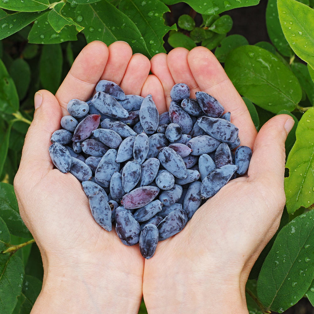 Blue Banana Honeyberry Plant