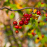 Hackberry Tree