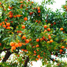 Hamlin Sweet Orange Tree Georgia