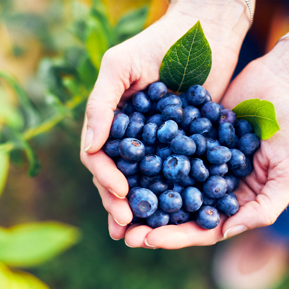 Hannah's Choice Highbush Blueberry