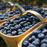 Hannah's Choice Highbush Blueberry