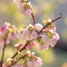 Hannah's Choice Blueberry Bush (Northern Highbush)