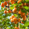 Harcot Apricot Tree