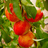 Harko Nectarine Tree California