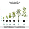 Hass Avocado Trees for Sale | FastGrowingTrees.com