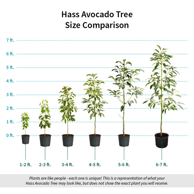 Hass Avocado Trees for Sale | FastGrowingTrees.com