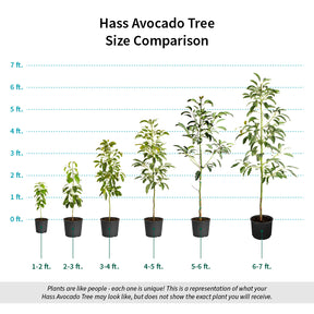 Hass Avocado Trees | FastGrowingTrees.com
