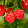 Heritage Everbearing Raspberry Bush - USDA Organic