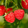 Heritage Everbearing Raspberry - USDA Organic