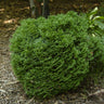 Hetz Midget Thuja Shrub