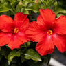 First to Arrive™ Hollywood® Hibiscus