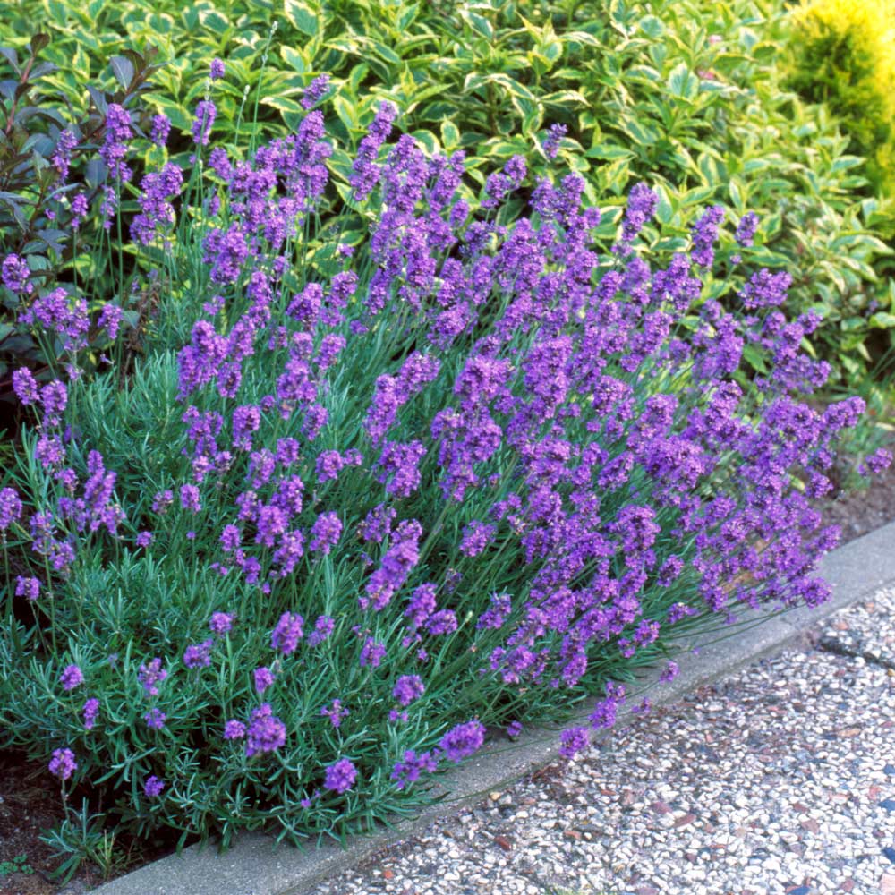 herb with purple flowers