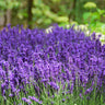 Hidcote Purple Lavender Plant