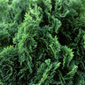 Dwarf Hinoki Cypress Tree