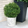 Gem Box® Holly Shrub