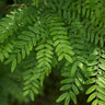 Shademaster Honeylocust Tree