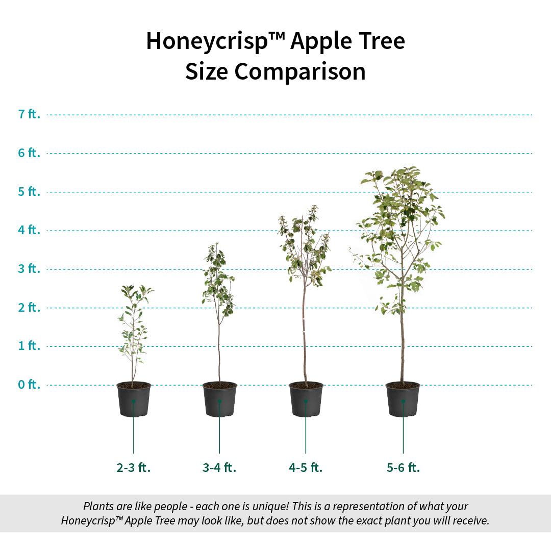 Buy Bare Root Honeycrisp Apple Trees For Sale