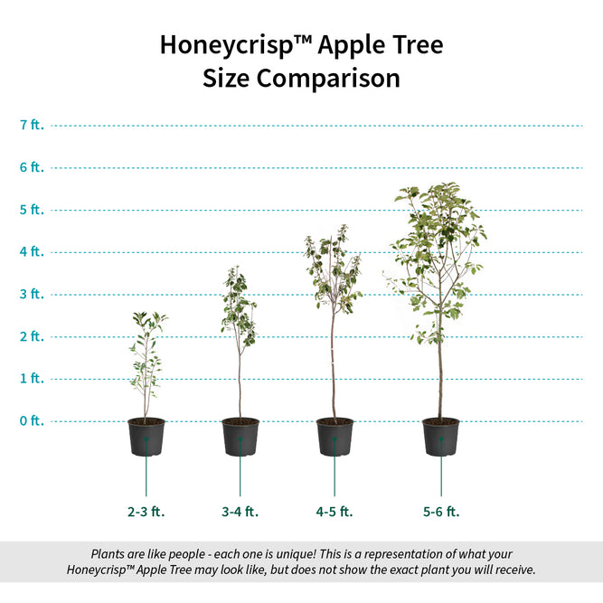 Honeycrisp Apple Trees for Sale – FastGrowingTrees.com
