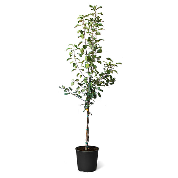 Brighter Blooms 5 Gal. Honeycrisp Apple Tree APP-HON-56_5 - The Home Depot