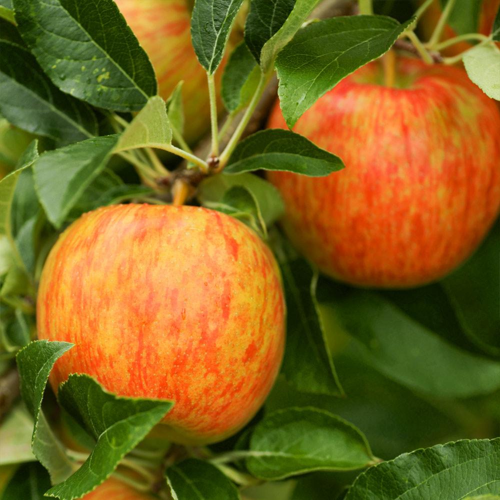 Organic Honeycrisp Apples 3 Pack