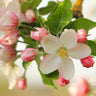 Honeycrisp™ Apple Tree