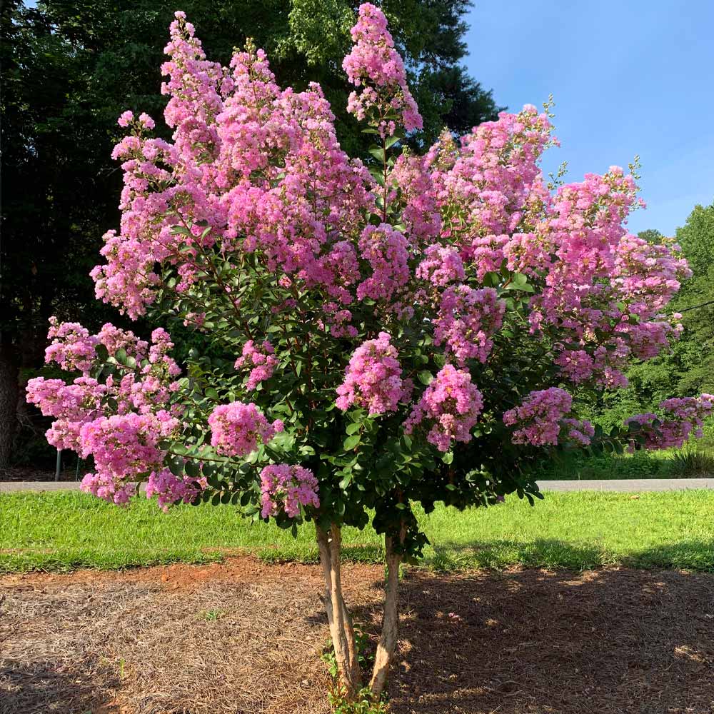 Hopi Crape Myrtle