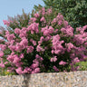 Hopi Crape Myrtle