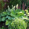 Guacamole Hosta