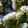 Hosui Asian Pear Tree