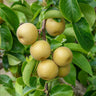 Hosui Asian Pear Tree