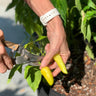 Patio Hot Pepper Garden