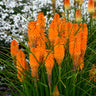 Pyromania® ‘Orange Blaze’ Red Hot Poker Plant