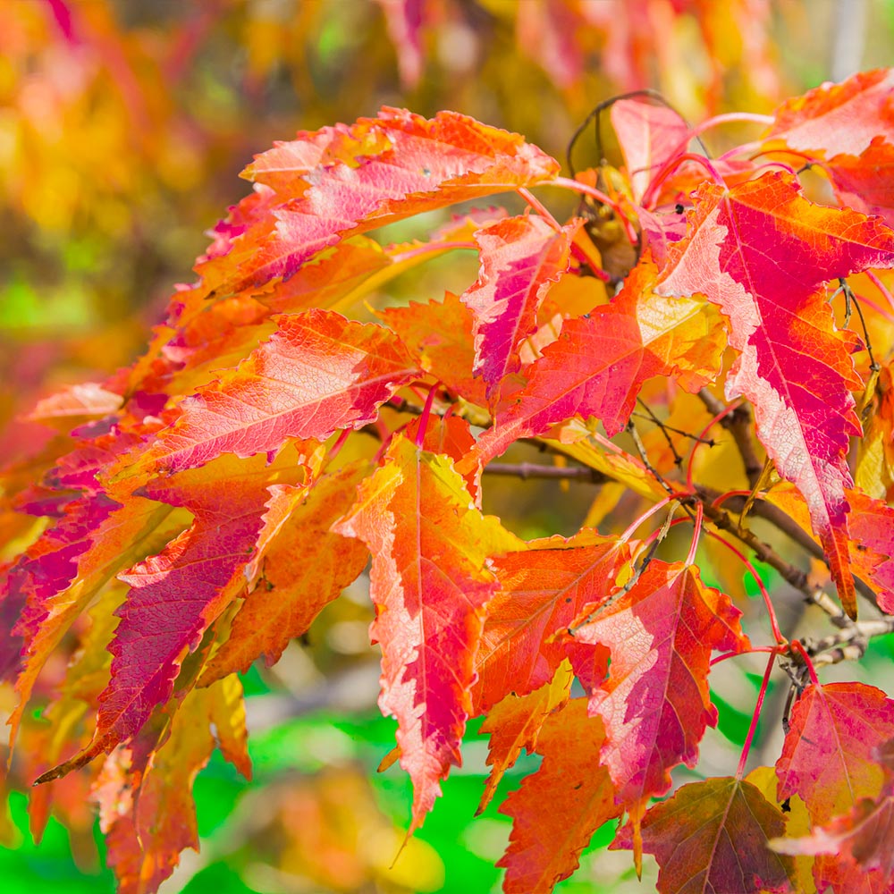 Hot Wings® Maple Trees for Sale
