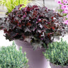 Palace Purple Heuchera