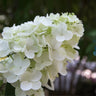 Fire Light® Hydrangea Tree