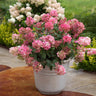 Fire Light® Hydrangea Shrub